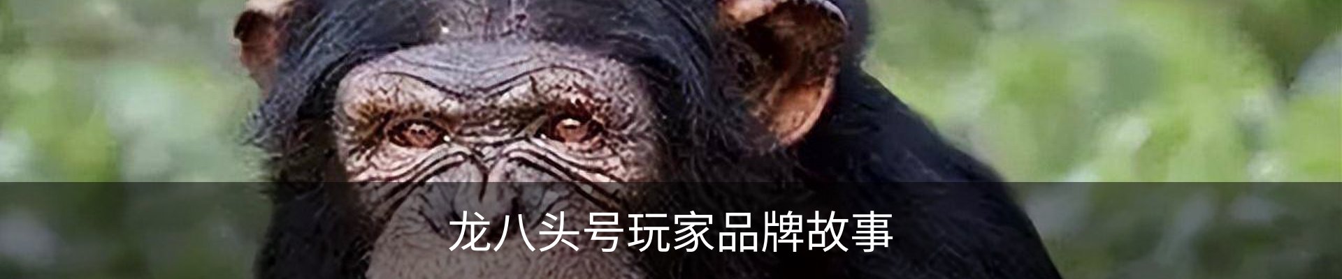 龙八头号玩家品牌故事